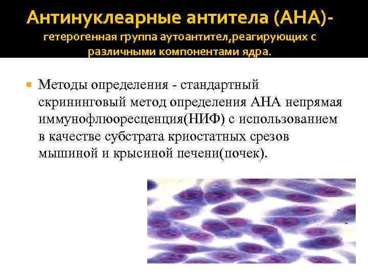 Антинуклеарные антитела (АНА)‐ гетерогенная группа аутоантител, реагирующих с различными компонентами ядра. Методы определения -