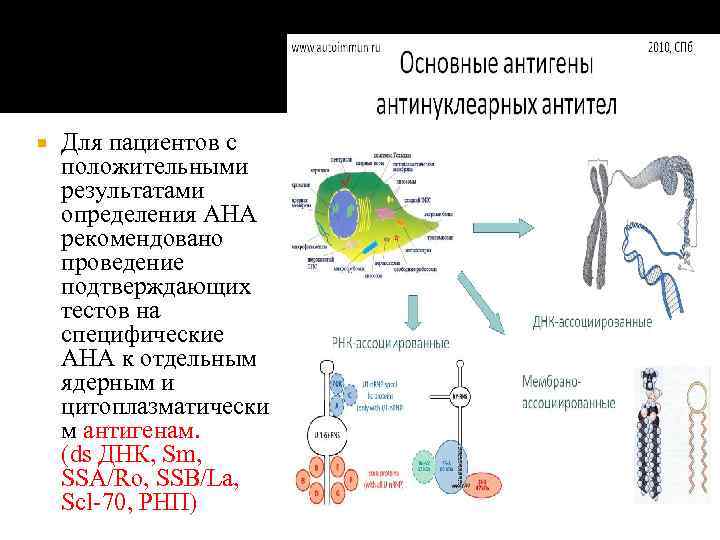  Для пациентов с положительными результатами определения АНА рекомендовано проведение подтверждающих тестов на специфические