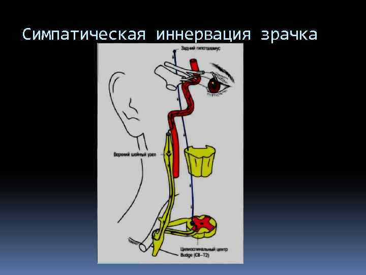 Симпатическая иннервация зрачка 