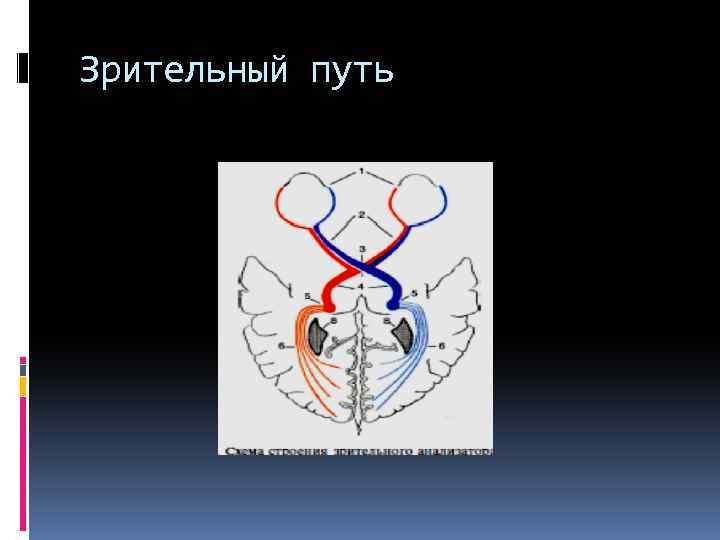 Зрительный путь 