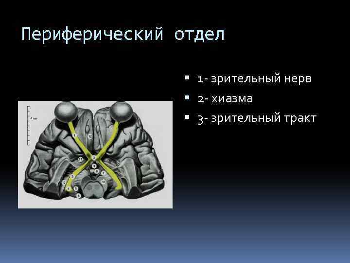 Периферический отдел 1 - зрительный нерв 2 - хиазма 3 - зрительный тракт 