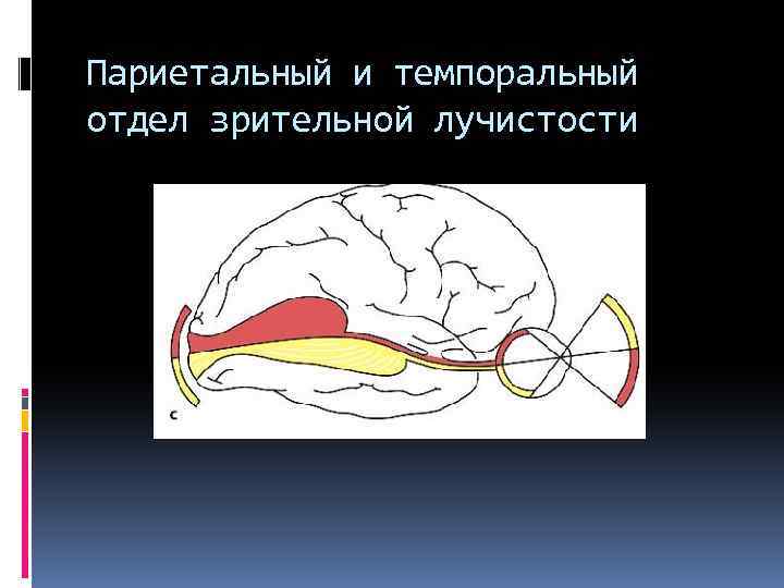 Париетальный и темпоральный отдел зрительной лучистости 
