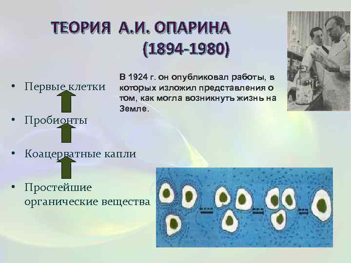 ТЕОРИЯ А. И. ОПАРИНА (1894 -1980) • Первые клетки • Пробионты В 1924 г.