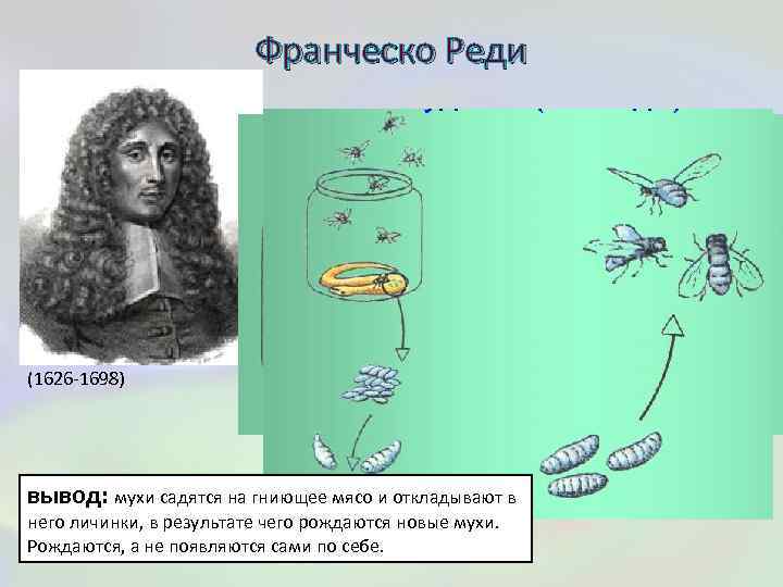 Франческо Реди (1626 -1698) вывод: мухи садятся на гниющее мясо и откладывают в него