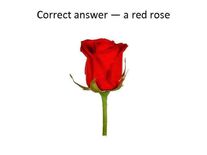 Correct answer — a red rose 