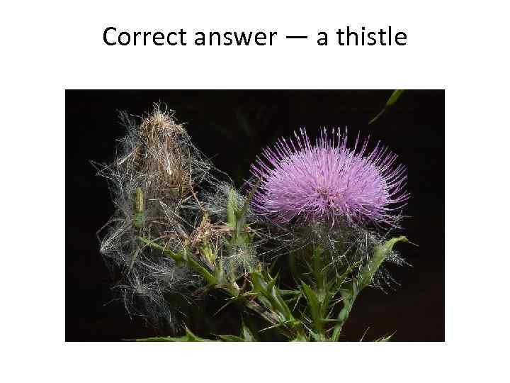 Correct answer — a thistle 