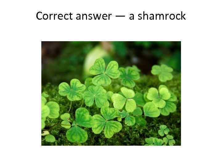 Correct answer — a shamrock 