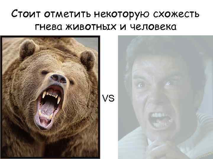 Стоит отметить некоторую схожесть гнева животных и человека VS 