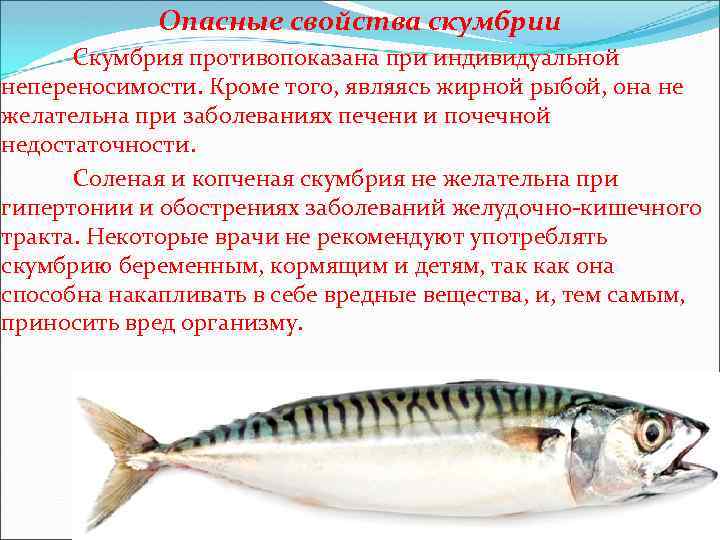 Опасные свойства скумбрии Скумбрия противопоказана при индивидуальной непереносимости. Кроме того, являясь жирной рыбой, она
