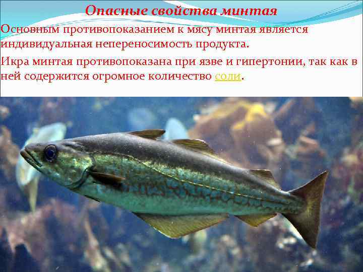 Опасные свойства минтая Основным противопоказанием к мясу минтая является индивидуальная непереносимость продукта. Икра минтая