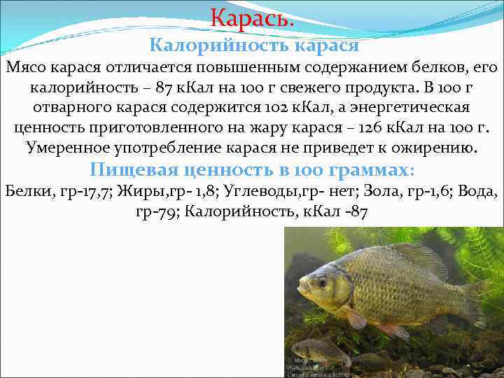 Карась. Калорийность карася Мясо карася отличается повышенным содержанием белков, его калорийность – 87 к.