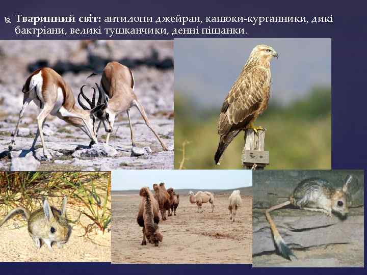  Тваринний світ: антилопи джейран, канюки-курганники, дикі бактріани, великі тушканчики, денні піщанки. 