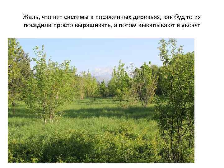 Жаль, что нет системы в посаженных деревьях, как буд то их посадили просто выращивать,