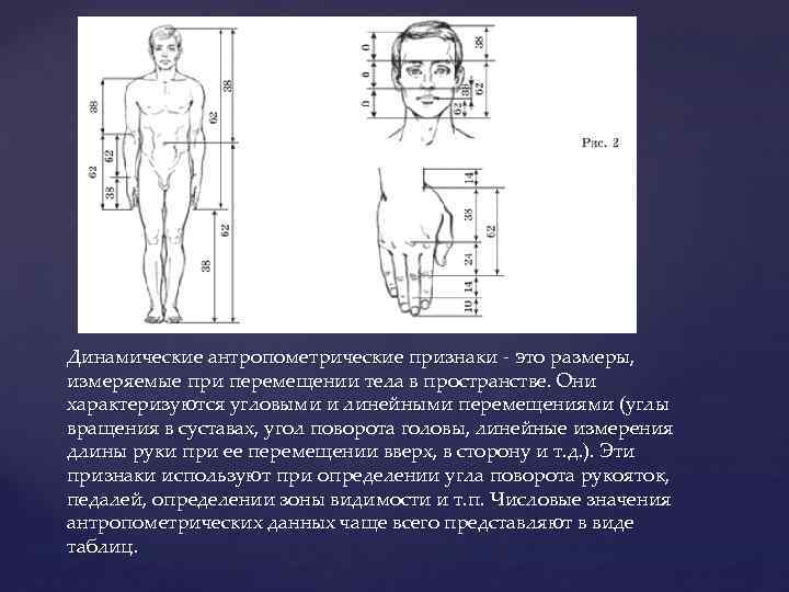 Динамические антропометрические признаки - это размеры, измеряемые при перемещении тела в пространстве. Они характеризуются