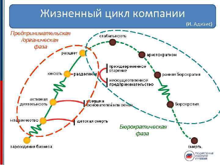 Жизненный цикл организации виды организаций