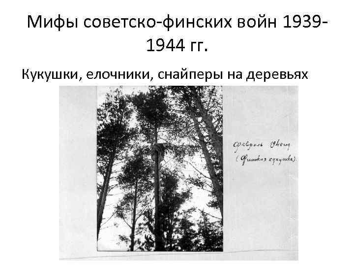 Мифы советско-финских войн 19391944 гг. Кукушки, елочники, снайперы на деревьях 