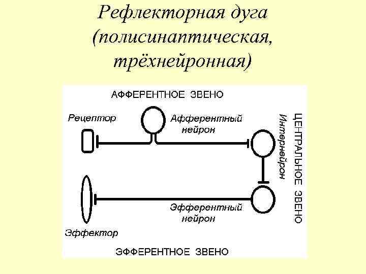 Рефлекторная дуга (полисинаптическая, трёхнейронная) 