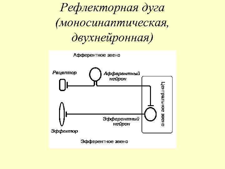 Рефлекторная дуга (моносинаптическая, двухнейронная) 