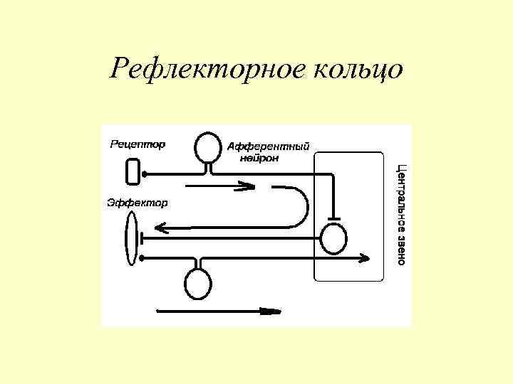 Рефлекторное кольцо 