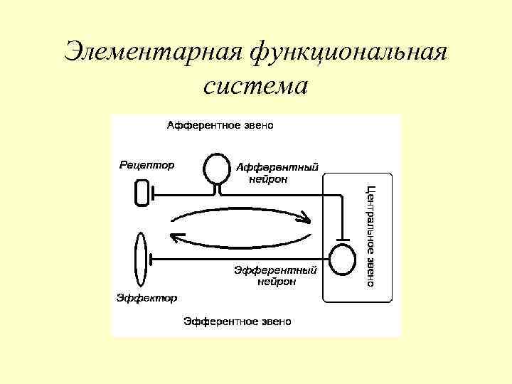 Элементарная функциональная система 