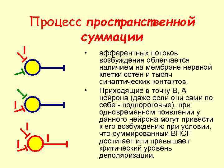 Процесс пространственной суммации • • афферентных потоков возбуждения облегчается наличием на мембране нервной клетки