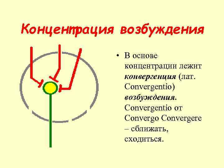 Концентрация возбуждения • В основе концентрации лежит конвергенция (лат. Convergentio) возбуждения. Convergentio от Convergo