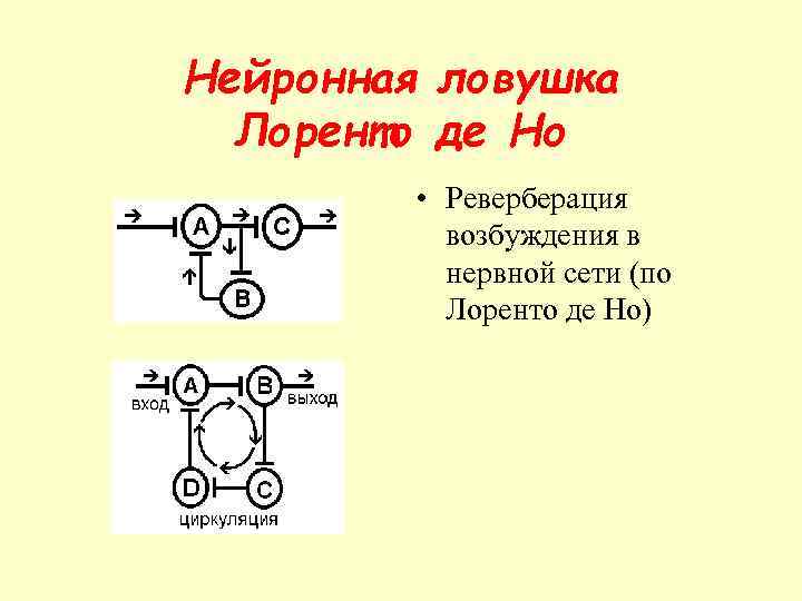 Нейронная ловушка Лоренто де Но • Реверберация возбуждения в нервной сети (по Лоренто де