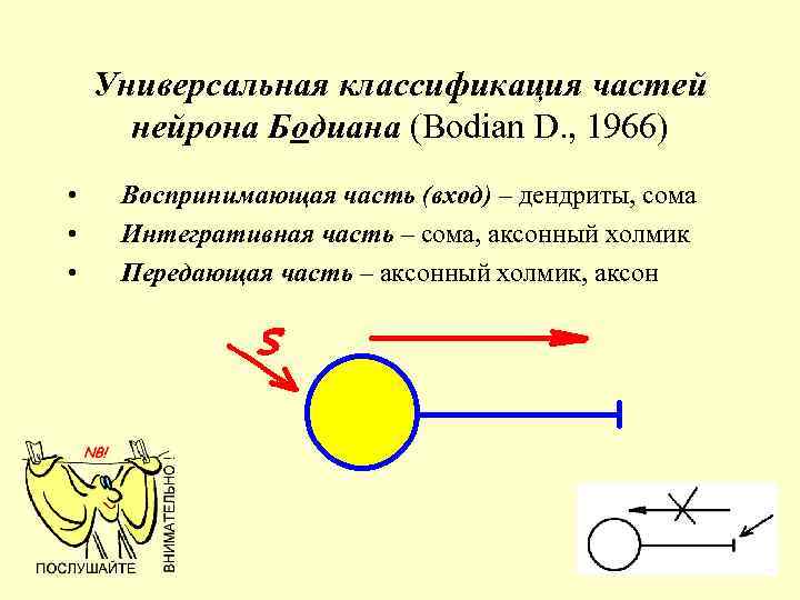 Универсальная классификация частей нейрона Бодиана (Bodian D. , 1966) • • • Воспринимающая часть