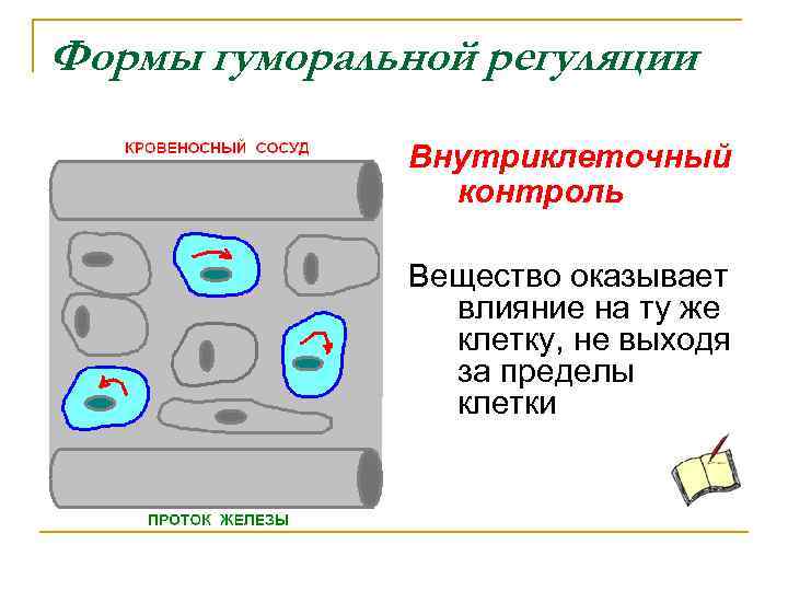 На рисунке схематично изображено гуморальное влияние гипофиза на функционирование щитовидной железы