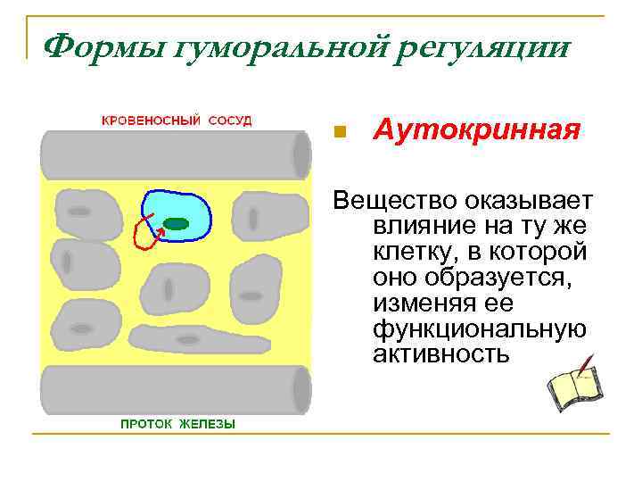 Формы гуморальной регуляции n Аутокринная Вещество оказывает влияние на ту же клетку, в которой