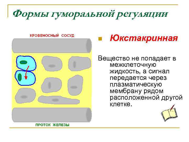 Формы гуморальной регуляции n Юкстакринная Вещество не попадает в межклеточную жидкость, а сигнал передается