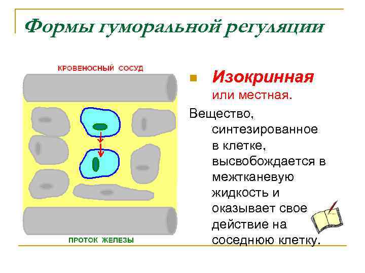 Формы гуморальной регуляции n Изокринная или местная. Вещество, синтезированное в клетке, высвобождается в межтканевую