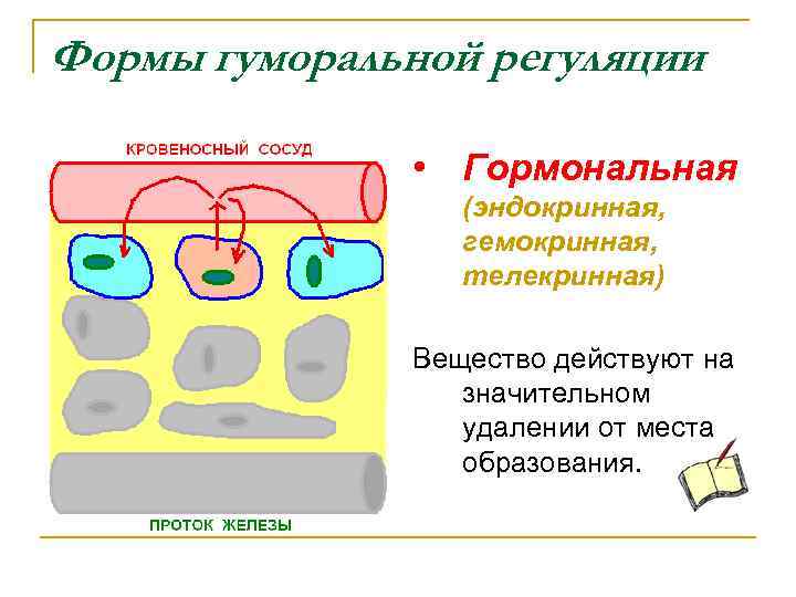 На рисунке схематично изображено гуморальное влияние гипофиза на функционирование щитовидной железы