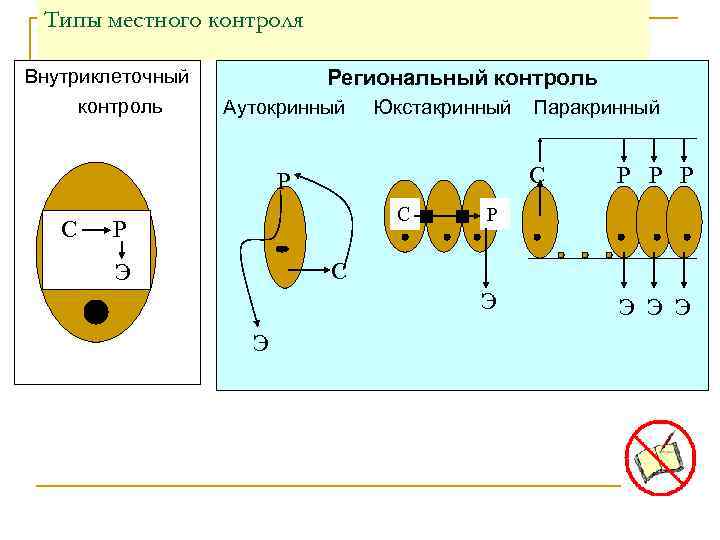 Типы местного контроля Внутриклеточный контроль Региональный контроль Аутокринный Юкстакринный Паракринный С Р С С