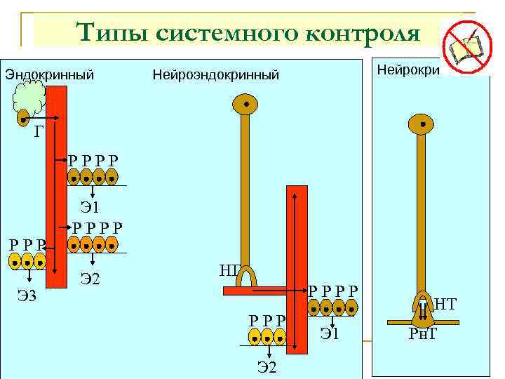 Типы системного контроля Нейрокринный Эндокринный Нейроэндокринный Г РРРР Э 3 Э 1 РРРР Э