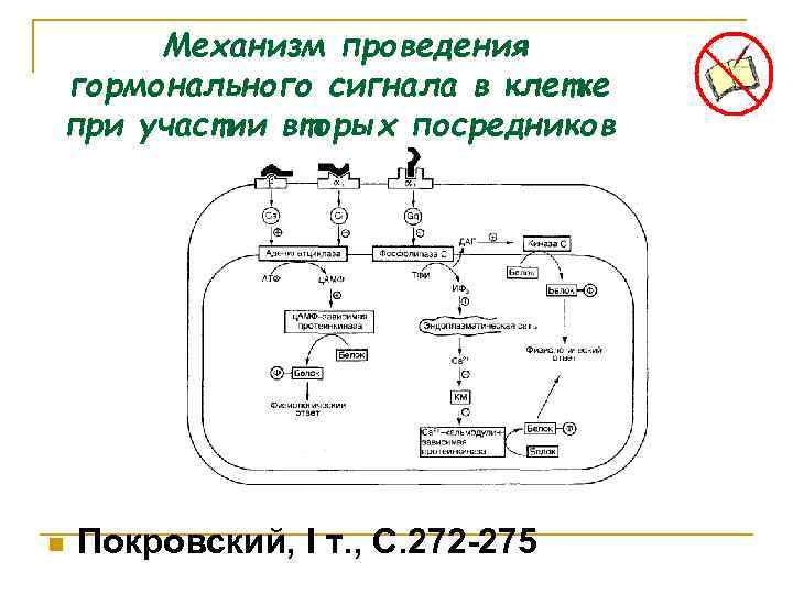 Механизм проведения гормонального сигнала в клетке при участии вторых посредников n Покровский, I т.