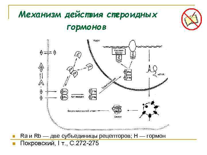 Механизм действия стероидных гормонов n Ra и Rb — две субъединицы рецепторов; Н —