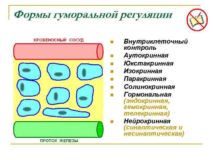 Формы гуморальной регуляции n n n n Внутриклеточный контроль Аутокринная Юкстакринная Изокринная Паракринная Солинокринная