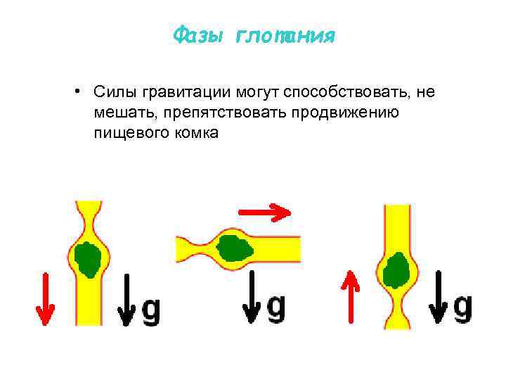 Фазы глотания • Силы гравитации могут способствовать, не мешать, препятствовать продвижению пищевого комка 