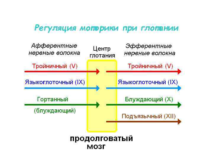 Регуляция моторики при глотании 