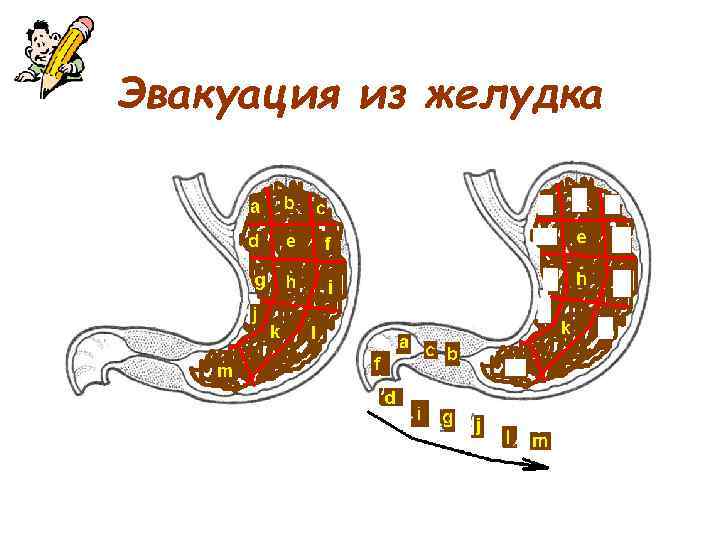 Эвакуация из желудка 