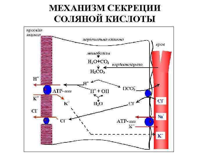 М соляной кислоты. Схема секреции соляной кислоты. Механизм образования соляной кислоты. Механизм выработки соляной кислоты. Механизм секреции соляной кислоты.