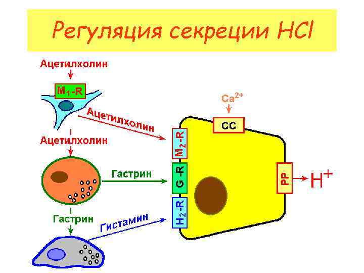 Регуляция секреции HCl 