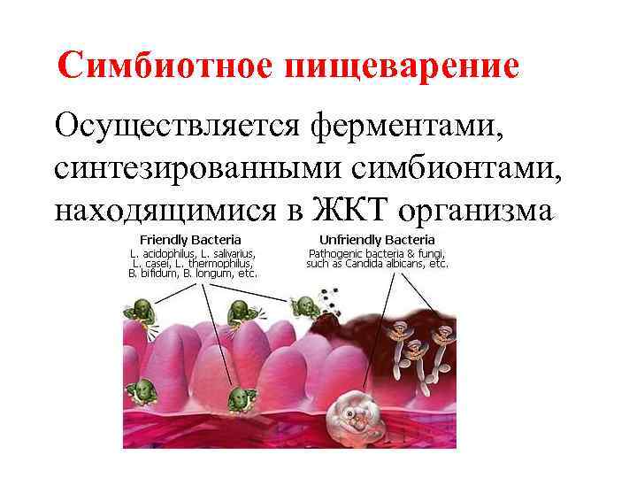 Симбиотное пищеварение Осуществляется ферментами, синтезированными симбионтами, находящимися в ЖКТ организма 