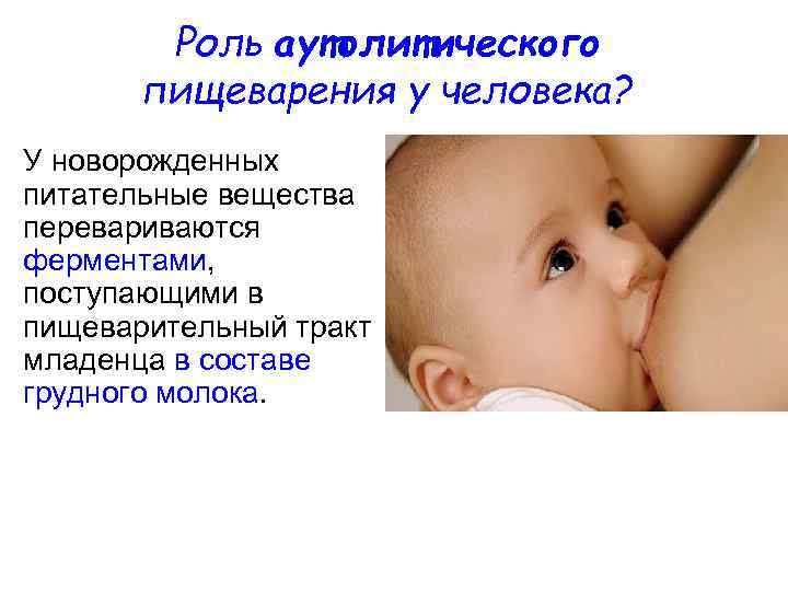 Роль аутолитического пищеварения у человека? У новорожденных питательные вещества перевариваются ферментами, поступающими в пищеварительный