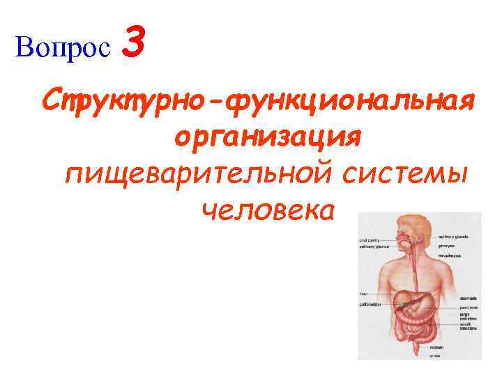 Вопрос 3 Структурно-функциональная организация пищеварительной системы человека 