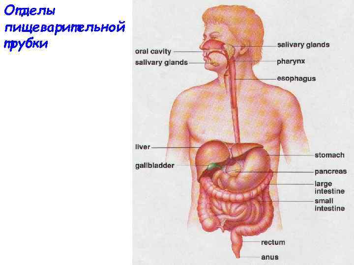 Отделы пищеварительной трубки 