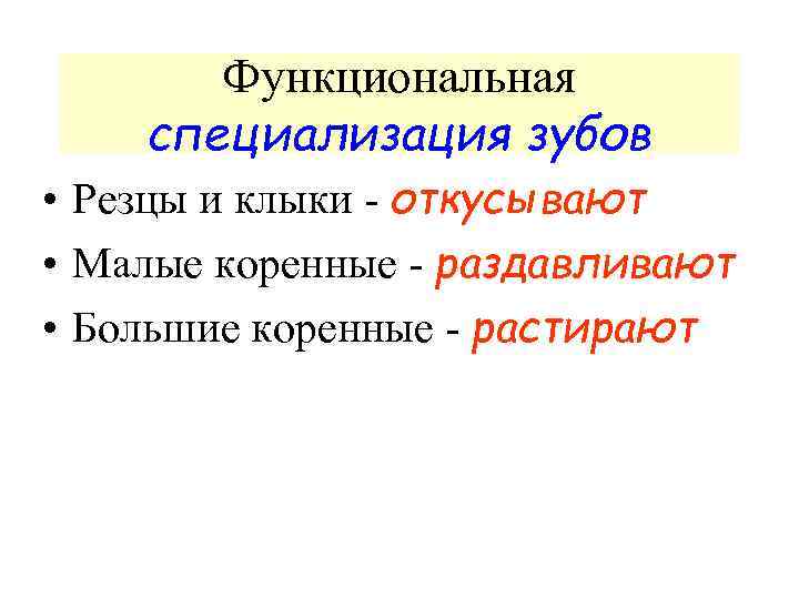 Функциональная специализация зубов • Резцы и клыки - откусывают • Малые коренные - раздавливают
