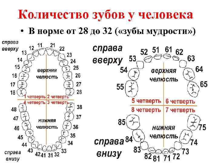 Количество зубов у человека • В норме от 28 до 32 ( «зубы мудрости»