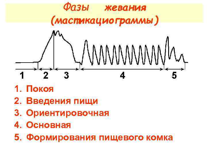 Фазы жевания (мастикациограммы) 1. 2. 3. 4. 5. Покоя Введения пищи Ориентировочная Основная Формирования
